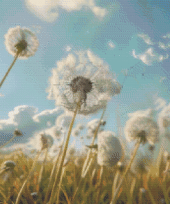 Imàge Dandelions Dancing in the Wind IP002